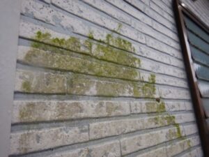 カビが広範囲に付着した外壁