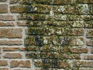 カビが広範囲に付着した石積み外壁